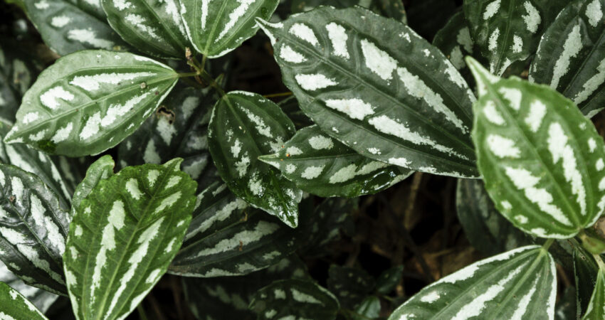 calathea Roseopicta