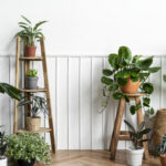 indoor plants