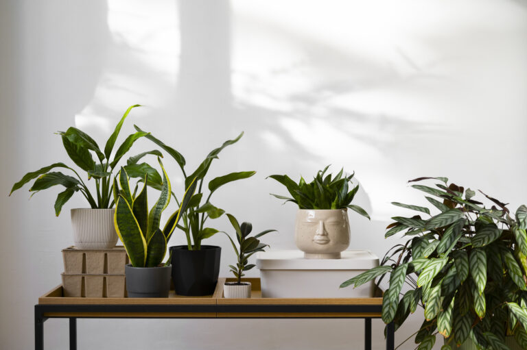 indoor plants