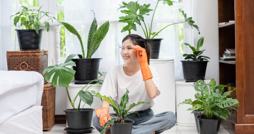 house plants indoors